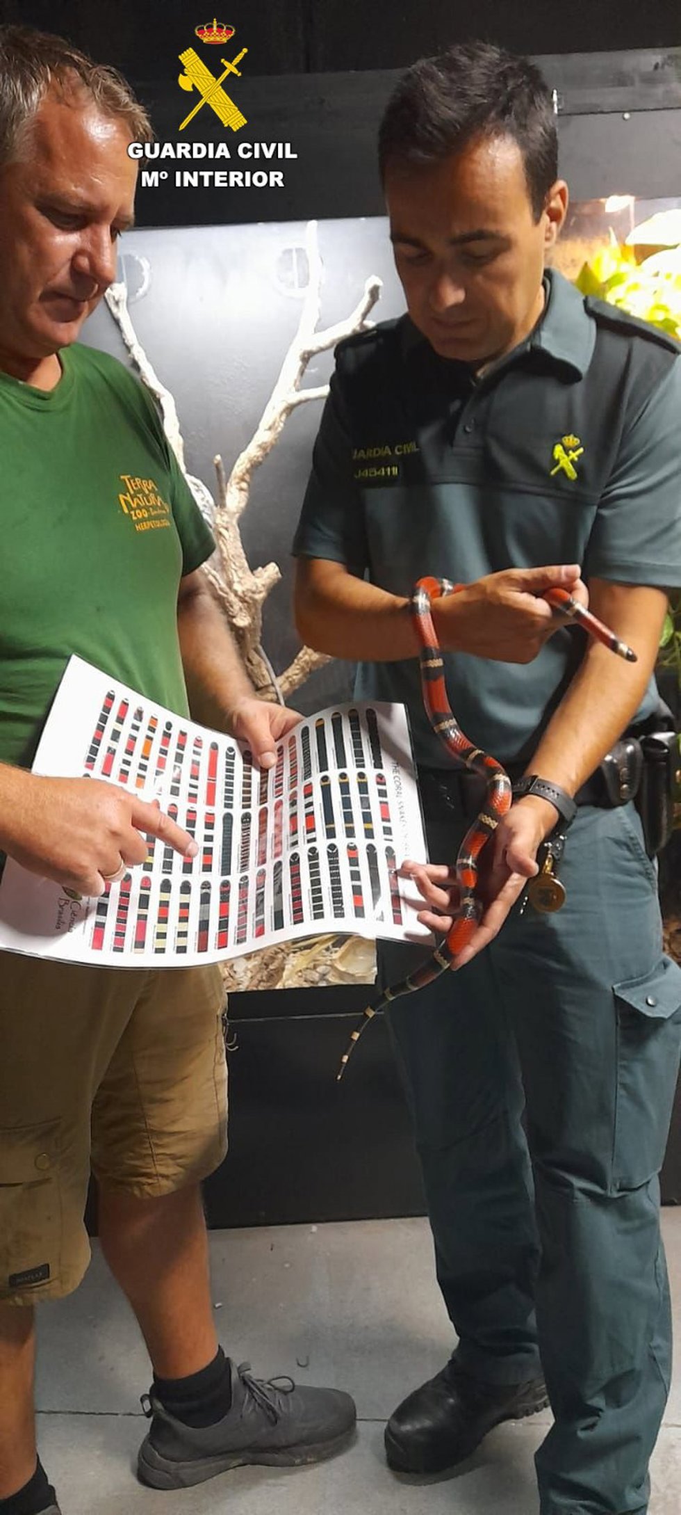 Serpiente rescatada por la Guardia Civil