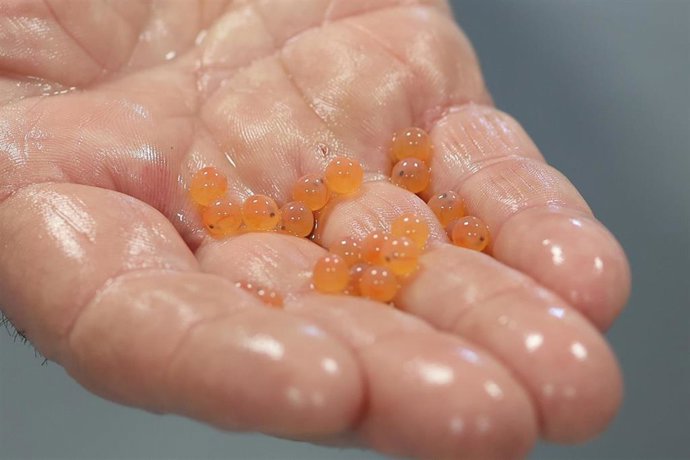 Archivo - Huevas de salmón. Piscifactoria Oronoz