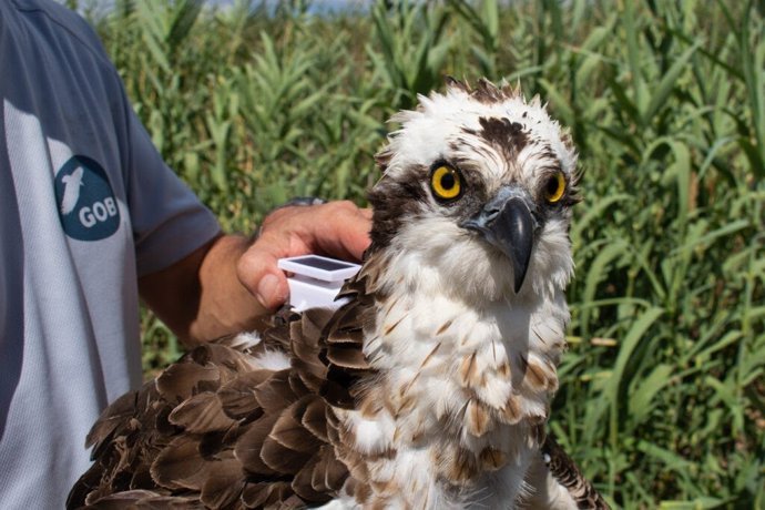 Uno de los ejemplares de águila pescadora monitorizados por el GOB.