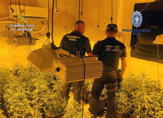 Plantaciones de marihuana localizadas en Mula