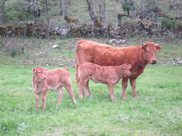 Archivo - Vaca, vacas. Ternera, terneros. Ganado vacuno. Carne. Pastos.