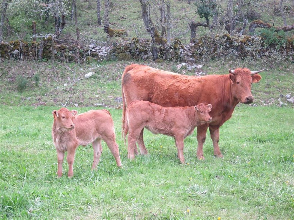 Archivo - Vaca, vacas. Ternera, terneros. Ganado vacuno. Carne. Pastos.