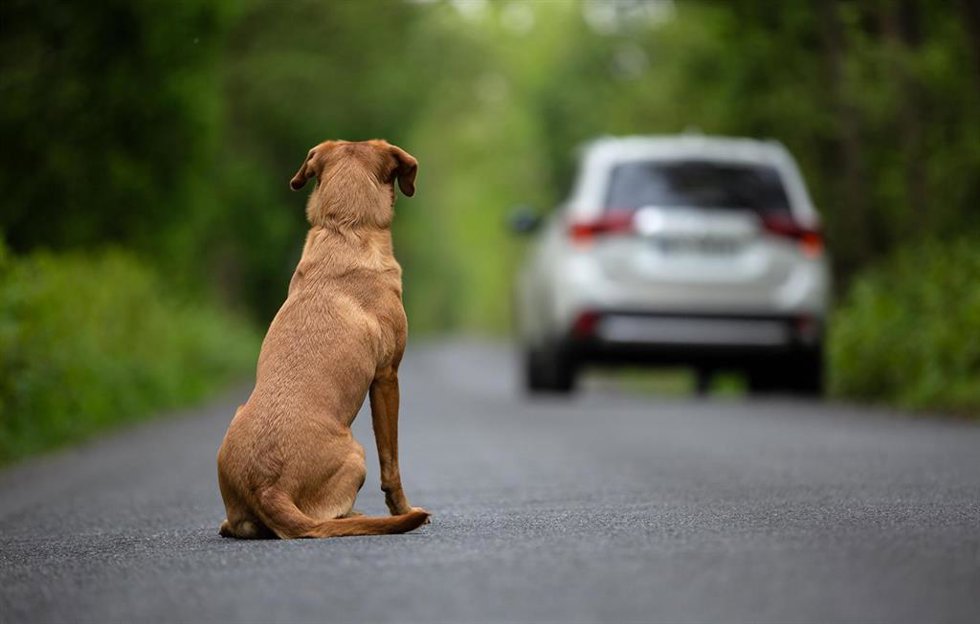 Protectoras recogieron 286.000 perros y gatos, cifra inferior al nivel previo a la pandemia, según Fundación Affinity.