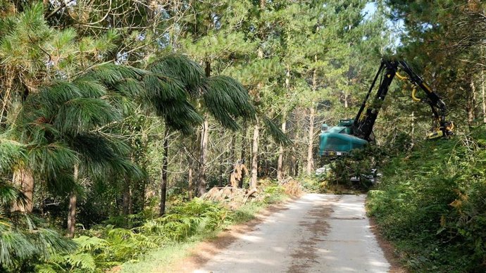 Archivo - Asociacion Madera de Euskadi