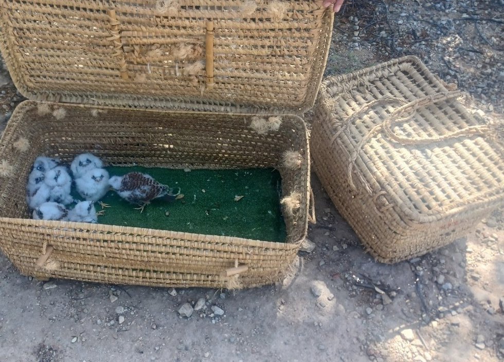 El proyecto de recuperación del cernícalo primilla, promovido por Endesa, Dema y la Junta de Andalucía, logra establecer una colonia de esta especie en la Reserva Natural de Fuente de Piedra