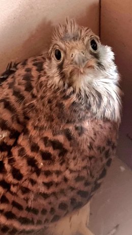 Un home rescata i lliura a la Policia un xoriguer que hi havia trobat atrapat en un aparell d'aire condicionat a Valncia