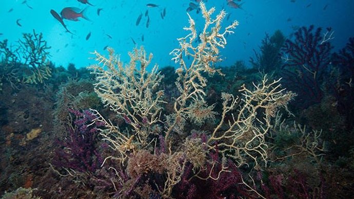 Los investigadores alertan del peligro de desaparición de esta especie "clave" para la biodiversidad de esa zona del Mediterráneo