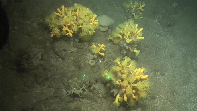 Colonias del coral Dendrophyllia cornigera filmadas en el cañón de Calaburras, Málaga