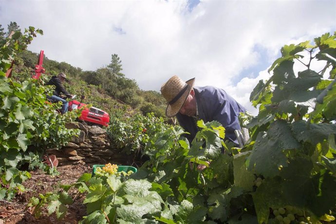 Rural.- Las tormentas previstas para los próximos días marcarán el inicio de la vendimia en la Ribeira Sacra