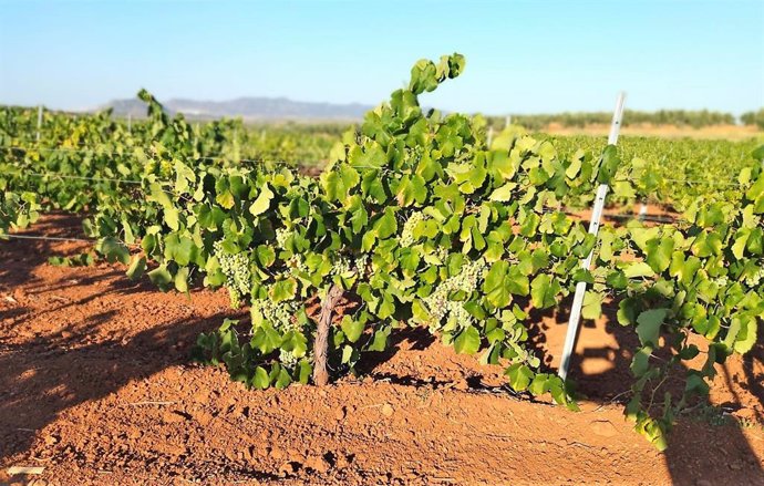 La UAGR-COAG considera que las ayudas a la vendimia en verde "perjudican a los viticultores que soliciten más hectáreas"