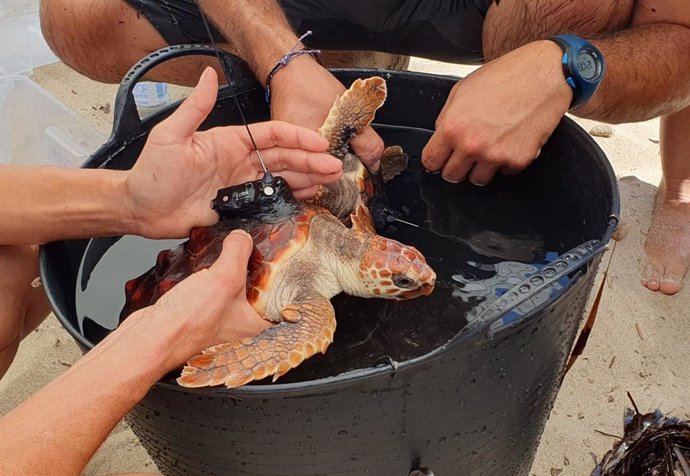 Liberan en una playa de Ibiza 74 tortugas marinas