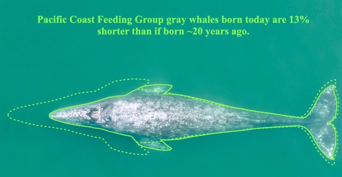 Esquema que muestra la disminución de longitud entre una ballena gris en el área estudiada adulta nacida antes de 2000 y una ballena gris nacida en 2020