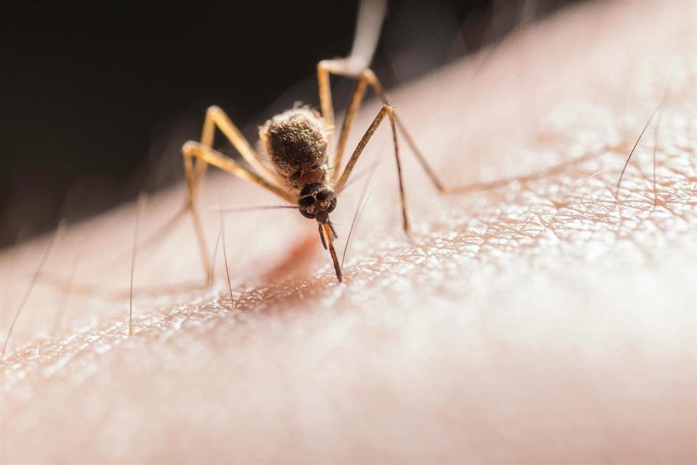 La Junta avisa de que ha detectado circulación del Virus del Nilo en los municipios sevillanos de La Puebla del Río y Villamanrique de la Condesa.