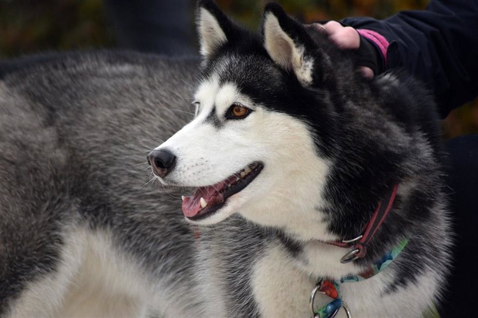 Perro Husky