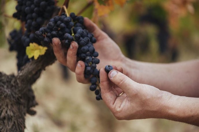 Rioja califica como 'Muy Buena' su cosecha de 2023