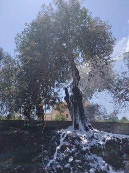 Efectivos del Ibanat trabajando en el incendio agrícola en Son Flor, ya sofocado