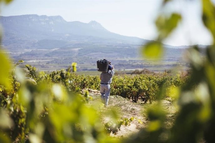 Viñedo en Rioja