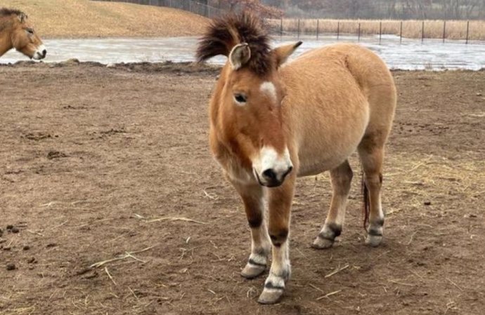 Caballo de Przewalski