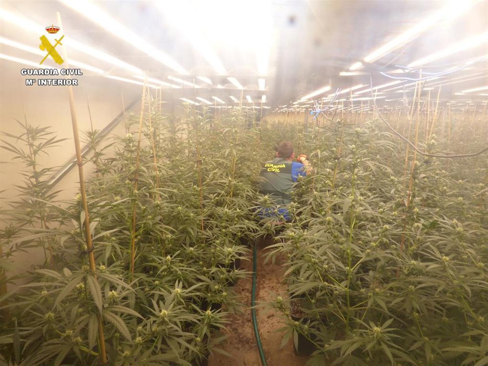 A prisión tres hombres tras desmantelar una plantación con 2.000 plantas de marihuana en Favara