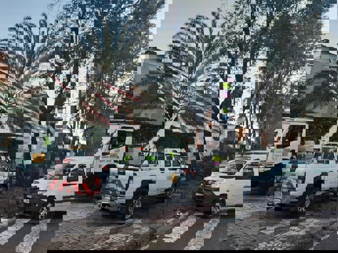 Fotografías de archivo de podas en árboles y palmeras de la ciudad de Sevilla