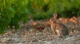 Archivo - Conejo.