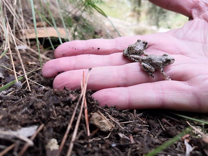 Un técnico de Medio Ambiente muestra dos larvas de sapo partero bético en su mano.