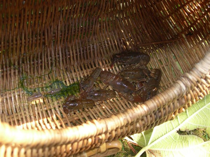 Cangrejos autóctonos capturados.