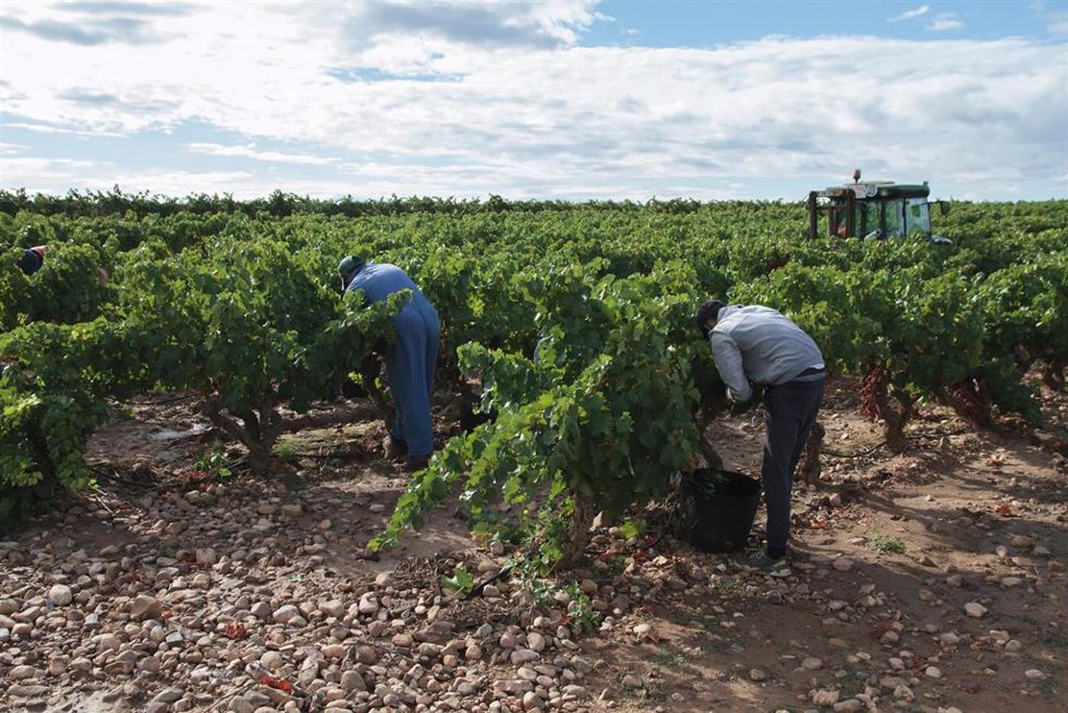 Archivo - Vendimiadores recogen uvas