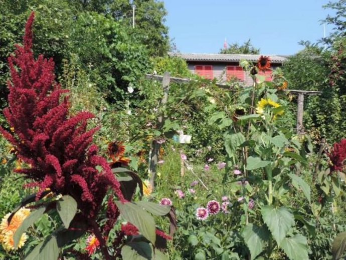 Jardín urbano con gran diversidad de plantas en Zurich.