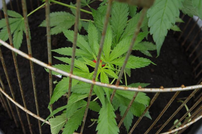 Archivo - June 12, 2016 - Amsterdam, Netherlands - Shows cannabis plants during the 8th Cannabis Liberation Day in the Flevopark on June 12, 2016. Members of the Second Chamber have approved the wietwet (marijuana law), which tolerated the cultivation of 