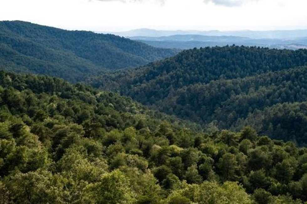 Un bosque.