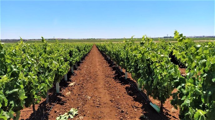 Plantación de Macabeo en Tierra de Barros