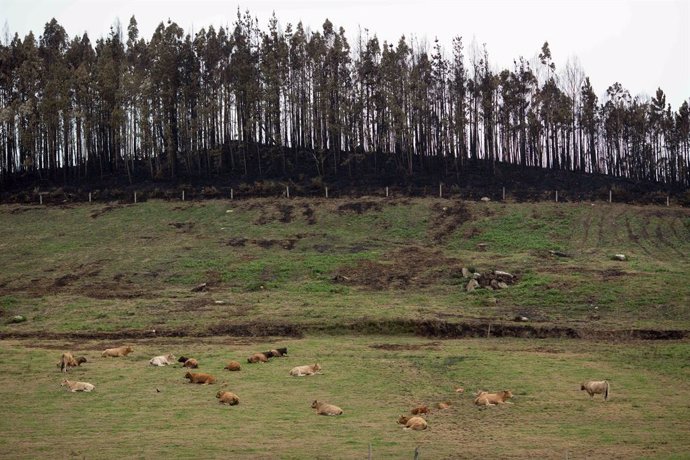 Archivo - Zona de bosque quemado tras el incendio, a 16 de octubre de 2023, en Trabada, Lugo, Galicia (España). La consejería de Medio Rural de Galicia ha informado que el fuego que se inició el pasado jueves, 12 de octubre, ha sido extinguido tras quemar