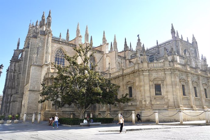 Archivo - Imagen del  magnolio junto a la Catedral de Sevilla que presenta "un buen estado" tras aplicarle un tratamiento por "golpe de calor" a 04 de agosto en Sevilla (Andalucía, España) El magnolio junto a la Catedral de Sevilla presenta "un buen estad