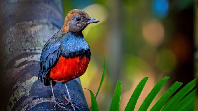 La pitta louisiade es una de las especies “perdidas” encontradas en 2022 y 2023 en la isla Rossel, Papúa Nueva Guinea. No había registros precisos de esta ave desde 1898.