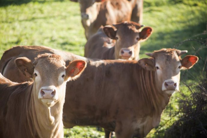 Archivo - Rural.- Unións Agrarias pide a la Xunta que "vete" el acceso a ayudas de industrias agroalimentarias sancionadas