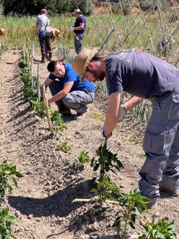 Trabajos en el campo en el marco de la iniciativa a'Agrotájar'