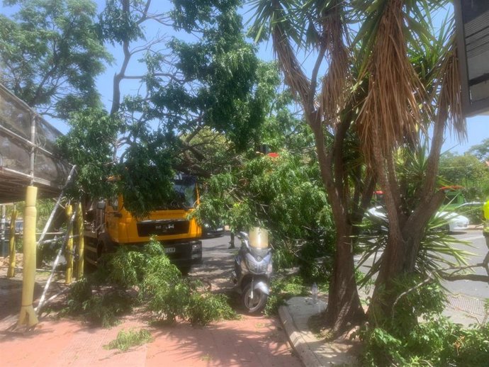 Imagen del árbol que ha caído en la plaza América de València tras haber sido enganchado por un camión que portaba un contenedor de obra.