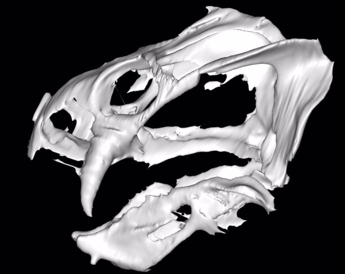 Recreación del cráneo de Gordonia traquari a partir de tomografías computarizadas de su fósil.