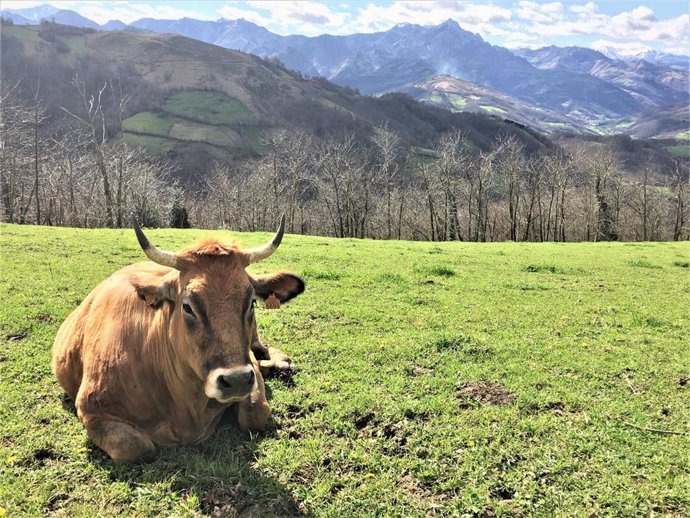 Archivo - Ganadería asturiana.