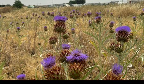 Comunicados Sociedad