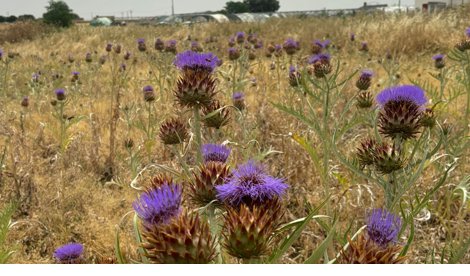 Comunicados Sociedad