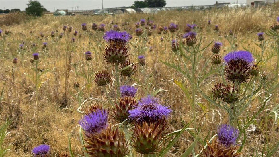 Los cardos Cynara Cardunculus en una plantación ya listos para recolectar