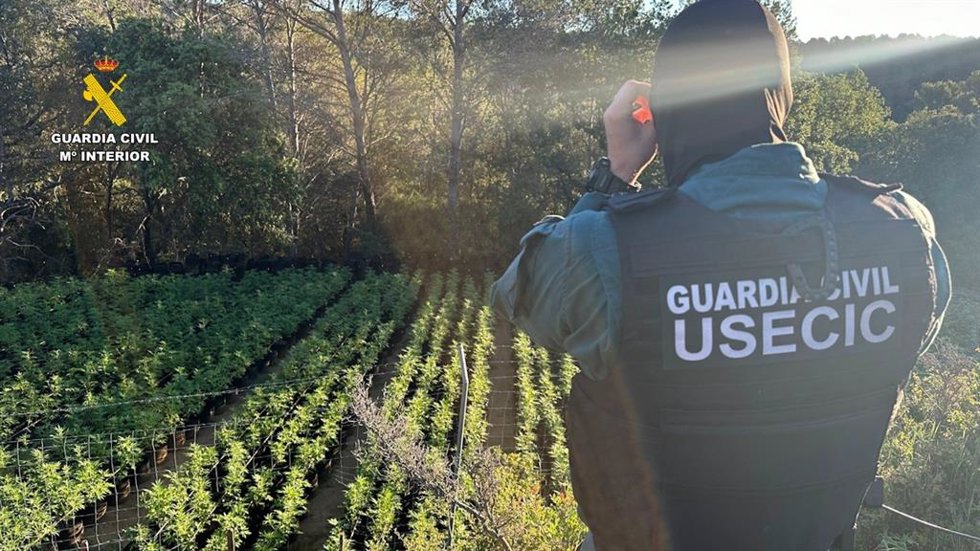 Intervenidas más de 7.000 plantas de marihuana en una masia en Cistella (Girona)