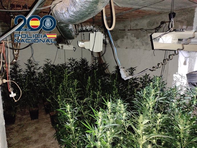 Plantación bajo techo de marihuana desmantelada en el distrito Norte de Granada