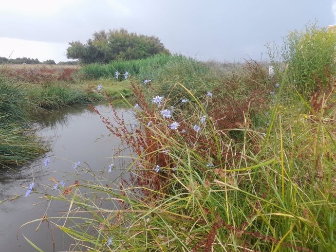 Arroyo de El Partido (Doñana).