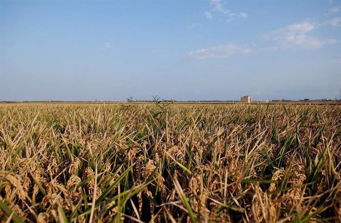 Archivo - Campo de arroz en la Comunitad Valenciana