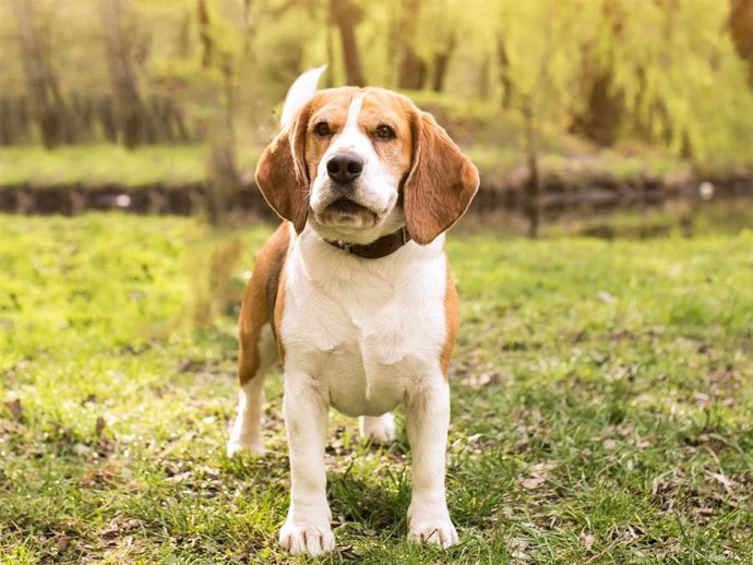 Archivo - Toca planificar el verano con tu mascota y para ello la guía "No sin mi perro" de Rover será tu mejor aliada