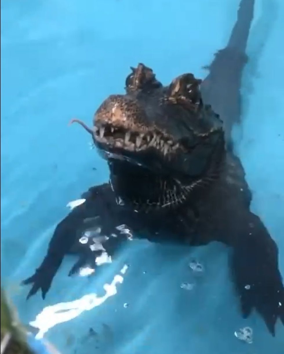 Cocodrilo 'Charlie'