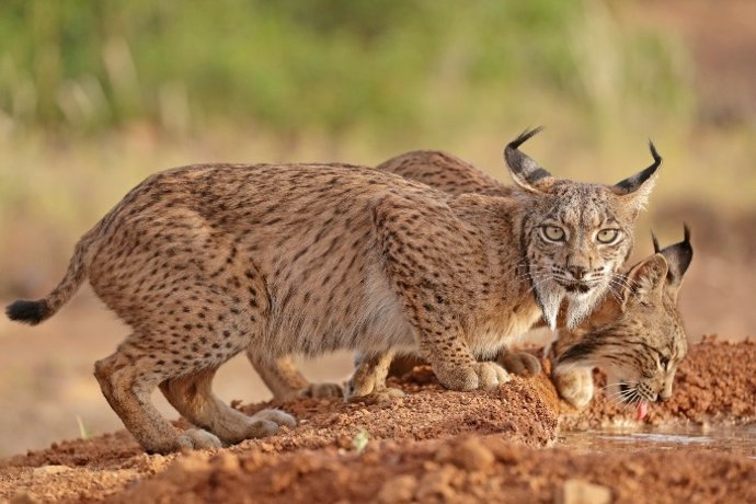 Archivo - Lince ibérico.